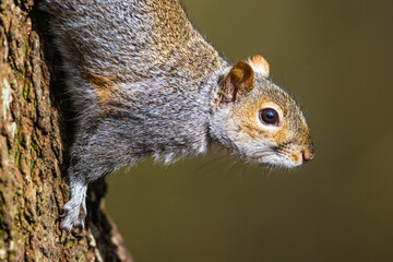 Grey Squirrel, Sciurus carolinensis in a forest at winter