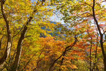 日本の風景・秋　紅葉の谷川岳　一ノ倉沢までのハイキングコース