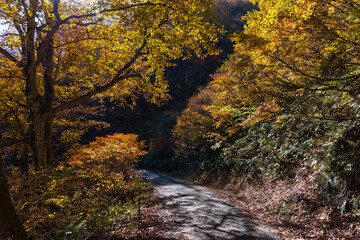 Fototapeta na wymiar 日本の風景・秋　紅葉の谷川岳　一ノ倉沢までのハイキングコース
