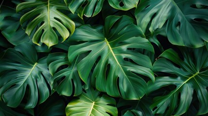 Tropical Monstera and Philodendron Leaves in Lush Forest Environment - obrazy, fototapety, plakaty