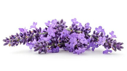 Lavender Blooms in Isolation: A Vibrant Display on a White Background