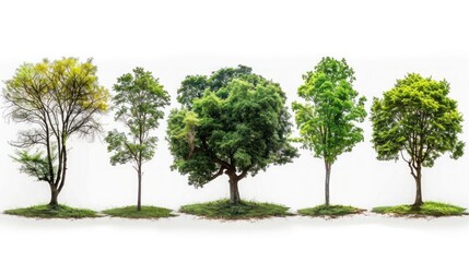 High-Definition Tree Collection Isolated on White Background