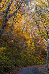 日本の風景・秋　紅葉の谷川岳　一ノ倉沢までのハイキングコース
