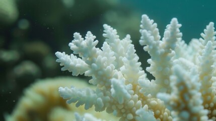 A closer look at the affected coral reveals a ghostly white appearance with few signs of the colorful and diverse marine life that once called it home.
