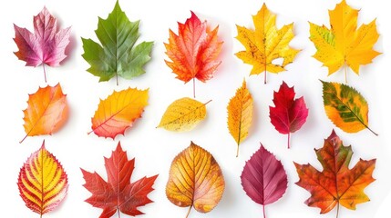 Autumn Foliage Set: Colorful Leaves on White Background
