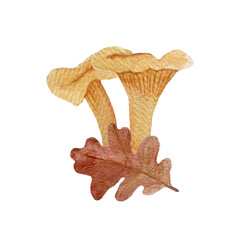 Wild chanterelles with an oak leaf watercolor composition isolated on white.