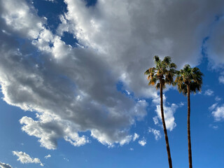 Cloudy Sky with Two Palms
