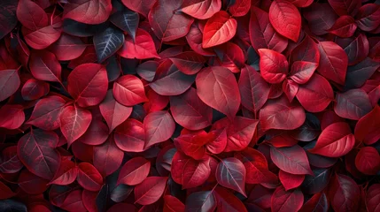 Gardinen Autumn Leaves in Dark Red Hue: Top View Background for Fall Color Concept © hisilly