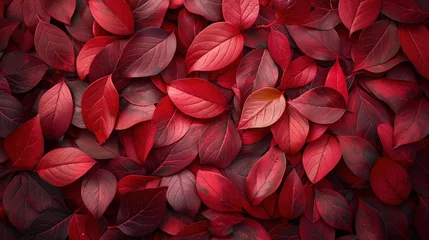 Poster Autumn Leaves in Dark Red Hue: Top View Background for Fall Color Concept © hisilly