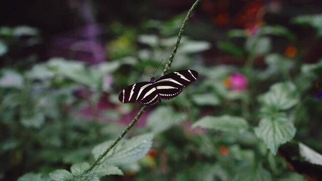 Zebra longwing butterfly resting on a plant