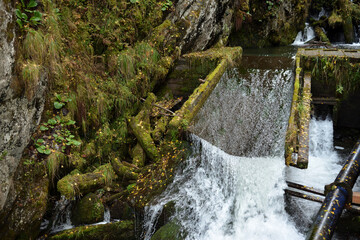 A rushing stream flowing from the mountains through a narrow wooden chute overgrown with thick moss on a cloudy autumn day.