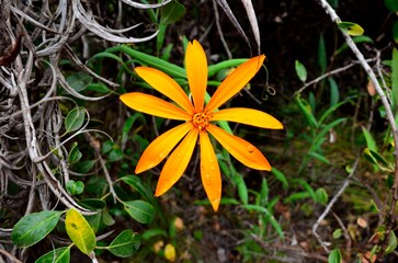Mutisia, flor de la cordillera patagónica argentina.