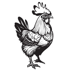 Illustration of an adult rooster