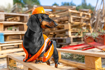 Dachshund dog storekeeper, in orange uniform, vest, protective helmet stands on wooden pallets stacked in stacks in logistics warehouse, controls Construction foreman on wooden boards, structures