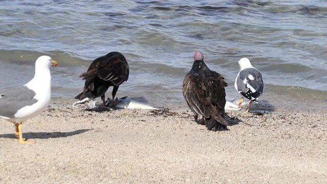 A Turkey Vulture at the edge of the water eats a fish. La Paz, Mexico