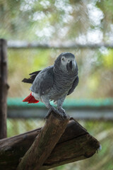 African Grey Parrot Perching on a Wooden Stand, A close-up image of an African Grey Parrot with a blurred background, highlighting the bird's intricate feather patterns and intelligent gaze.