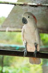 Majestic Salmon-Crested Cockatoo Perching in Aviary,A close-up of a Salmon-Crested Cockatoo with a curvy beak and fluffy feathers, perched on a metal bar in a sunny aviary setting.