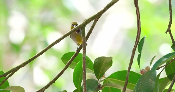 Seen taking a fruit then goes up to another branch then drops the fruit after tasting, Everett's White-eye Zosterops everetti, Thailand