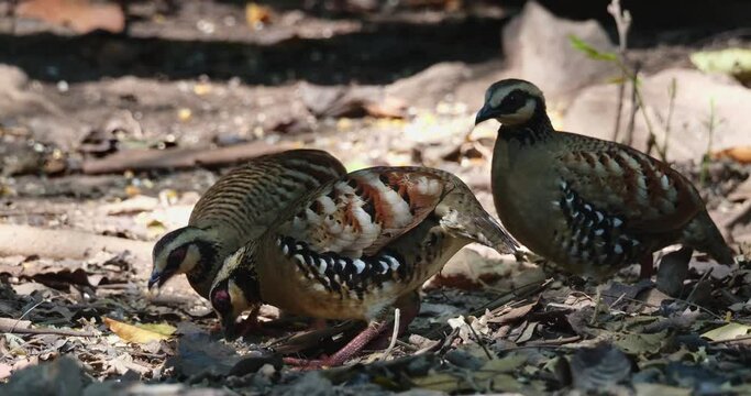Three individuals seen foraging together on the forest ground, Bar-backed Partridge Arborophila brunneopectus, Thailand