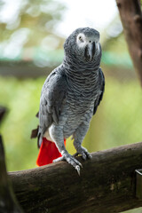 African Grey Parrot Perching on a Wooden Stand, A close-up image of an African Grey Parrot with a blurred background, highlighting the bird's intricate feather patterns and intelligent gaze.