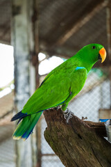 Vibrant Green Parrot Perched in Tropical Paradise Park,A striking, vivid green parrot sits perched in its sanctuary at the lush Paradise Park. Exotic and colorful, this bird exemplifies wildlife