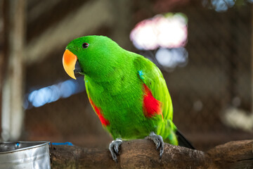 Vibrant Green Parrot Perched in Tropical Paradise Park,A striking, vivid green parrot sits perched in its sanctuary at the lush Paradise Park. Exotic and colorful, this bird exemplifies wildlife