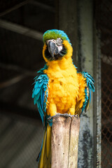 African Grey Parrot Perching on a Wooden Stand, A close-up image of an African Grey Parrot with a blurred background, highlighting the bird's intricate feather patterns and intelligent gaze.