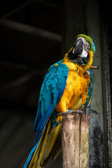 African Grey Parrot Perching on a Wooden Stand, A close-up image of an African Grey Parrot with a blurred background, highlighting the bird's intricate feather patterns and intelligent gaze.