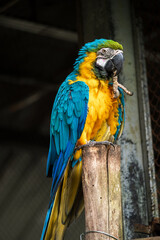 African Grey Parrot Perching on a Wooden Stand, A close-up image of an African Grey Parrot with a blurred background, highlighting the bird's intricate feather patterns and intelligent gaze.
