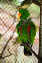 Vibrant Green Parrot Perched in Tropical Paradise Park,A striking, vivid green parrot sits perched in its sanctuary at the lush Paradise Park. Exotic and colorful, this bird exemplifies wildlife