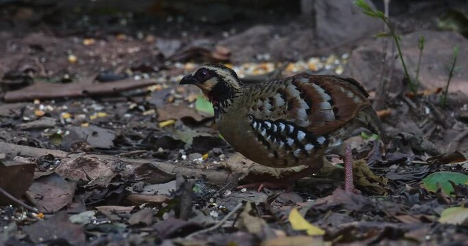 Foraging alone on the forest ground facing to the left as the camera slides to follow, Bar-backed Partridge Arborophila brunneopectus, Thailand