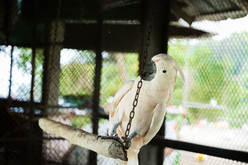Majestic Salmon-Crested Cockatoo Perching in Aviary,A close-up of a Salmon-Crested Cockatoo with a...
