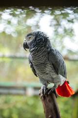 African Grey Parrot Perching on a Wooden Stand, A close-up image of an African Grey Parrot with a blurred background, highlighting the bird's intricate feather patterns and intelligent gaze.