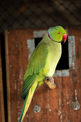 green winged macaw