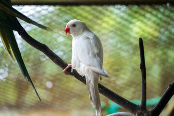 Elegant White Parrot Perched on a Branch in Captivity,A solitary white parrot with a striking red beak perched gracefully on a branch, enclosed within a blurred cage background.