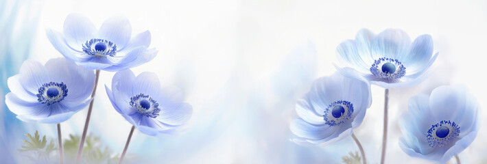 Tapeta niebieskie kwiaty. Wiosenne zawilce. Białe tło kwiatowe. Puste miejsce - obrazy, fototapety, plakaty