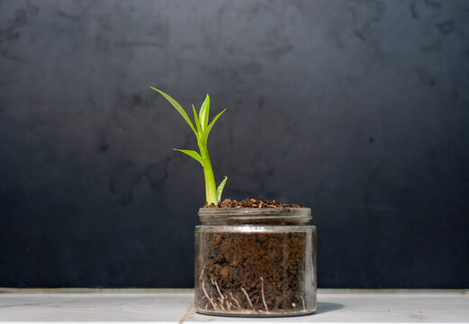 the bintaro tree germinate