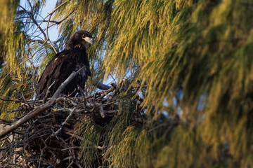 A juvenile bald eagle (Haliaeetus leucocephalus) with beautiful black feathers sitting in a nest on Lido Key, Florida