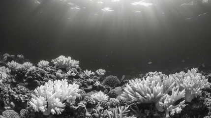 Zelfklevend Fotobehang A black and white image of a coral reef provides a stark contrast with the bleached sections standing out against the stillvibrant corals. © Justlight