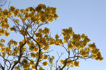 yellow leaves on sky