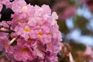 Tabebuia rosea pink flowers