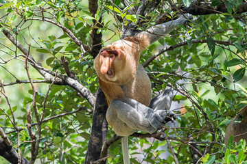 The proboscis monkey (Nasalis larvatus) or long-nosed monkey is a reddish-brown arboreal Old World monkey with an unusually large nose. It is endemic to the southeast Asian island of Borneo.