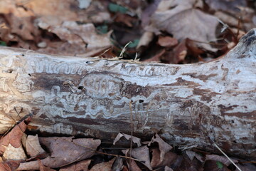 Bark beetle markings on a fallen tree