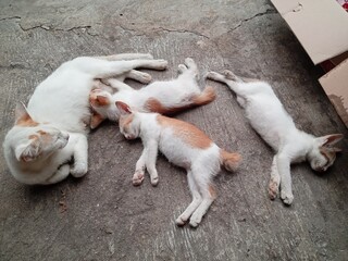 A cat family sleeping on the ground