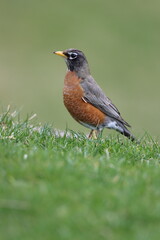 American robin on a grassy hill