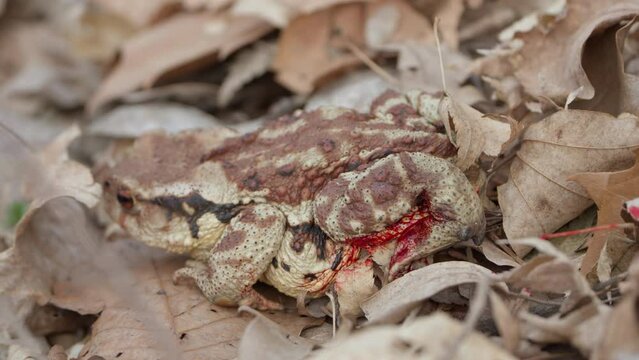Injured Asiatic Toad (Bufo gargarizans) With Bleeding Leg Crawls in Fallen Leaves Camouflage in Spring Forest in Seoul, South Korea