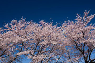 青空に映える満開の桜