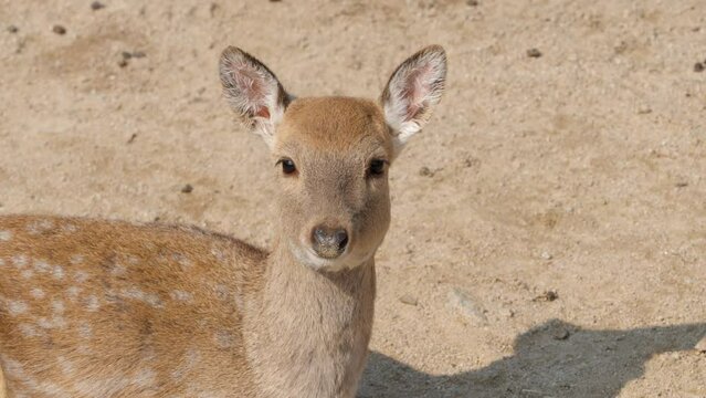 Sika deer doe or Northern spotted deer head close-up (Cervus nippon) looking at camera while lying on dirt ground in a wild