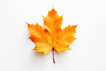 A solitary, brightly colored autumn leaf placed in the center of a stark white background with copy space