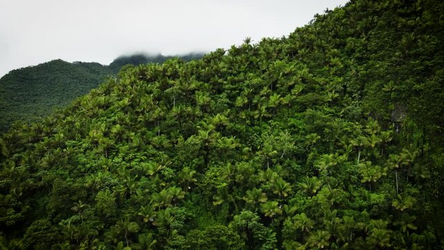 Aerial shot of El Yunque rainforest.